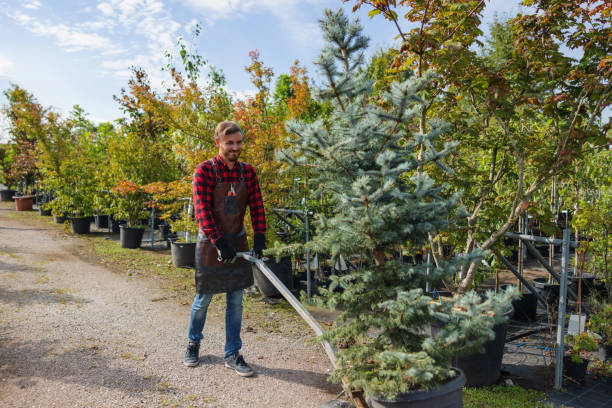 Best Professional Tree Care  in USA